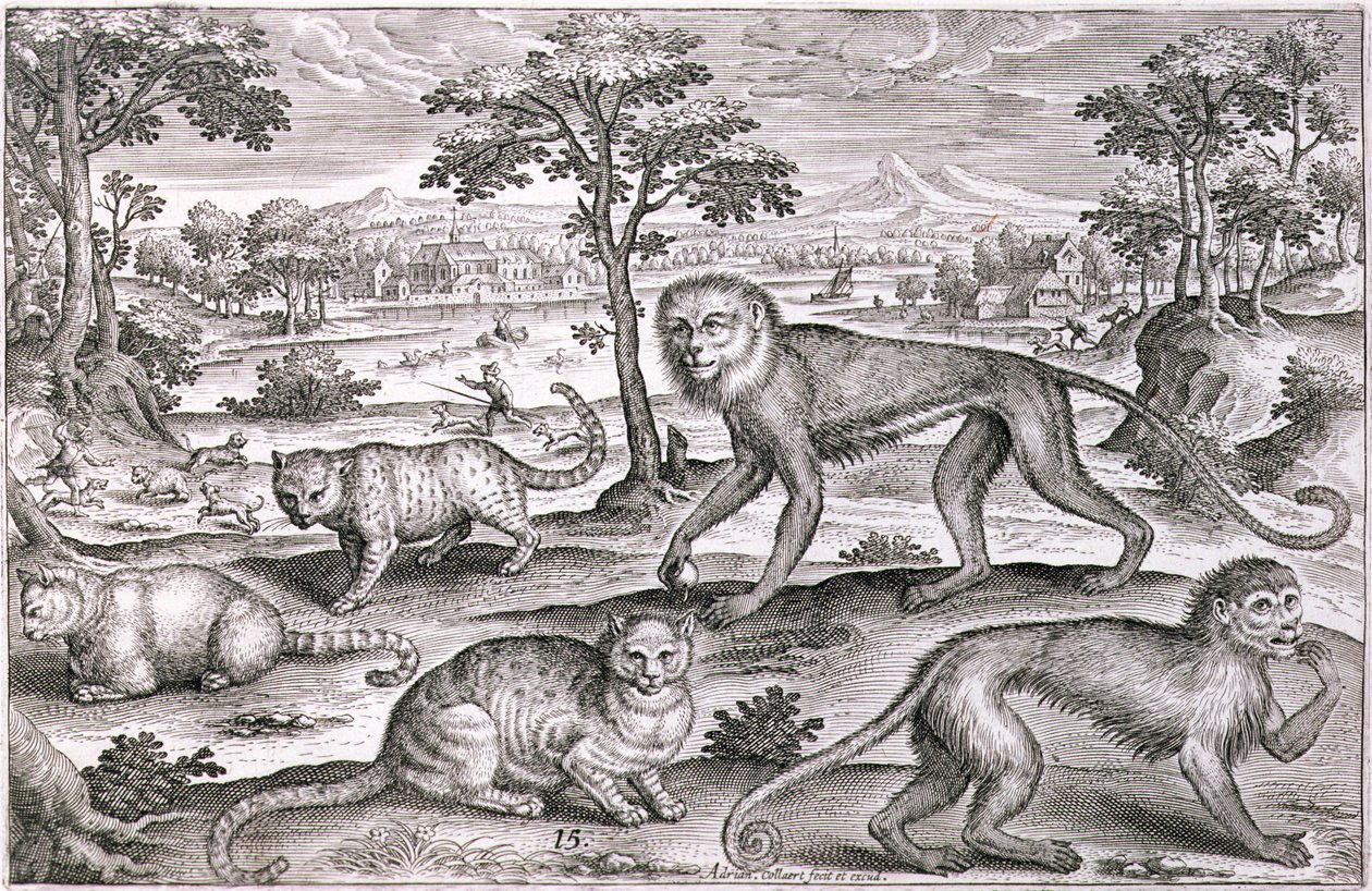 Três Gatos e Dois Macacos (gravura) de Adriaen Collaert