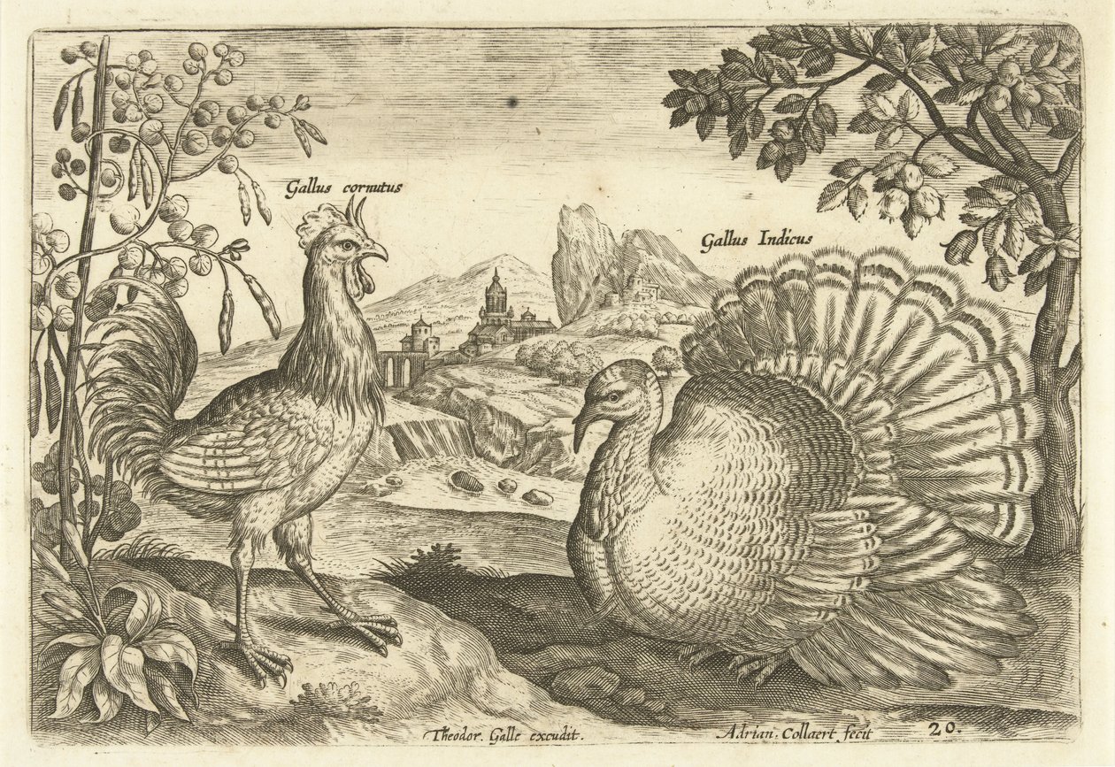 Duas galinhas numa paisagem
Avivm Vivae (título da série)
Pássaros (título da série) de Adriaen Collaert
