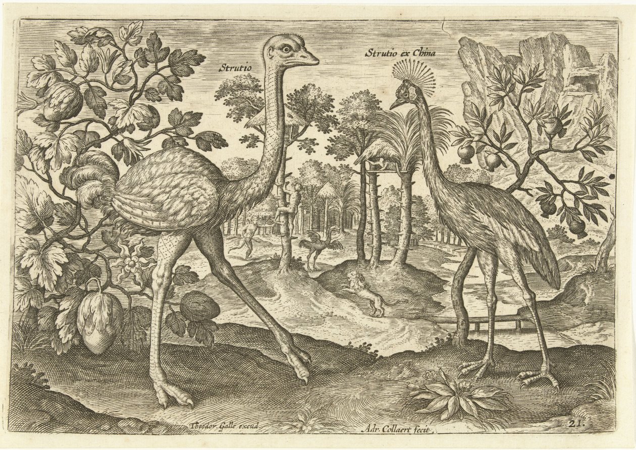 Dois pássaros que não voam em uma paisagem Avium Vivae (título da série) Aves (título da série) de Adriaen Collaert