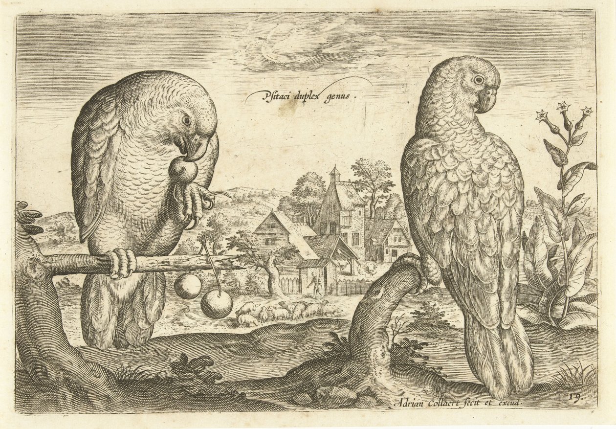 Dois papagaios numa paisagem
Avivm Vivae (título da série)
Pássaros (título da série) de Adriaen Collaert