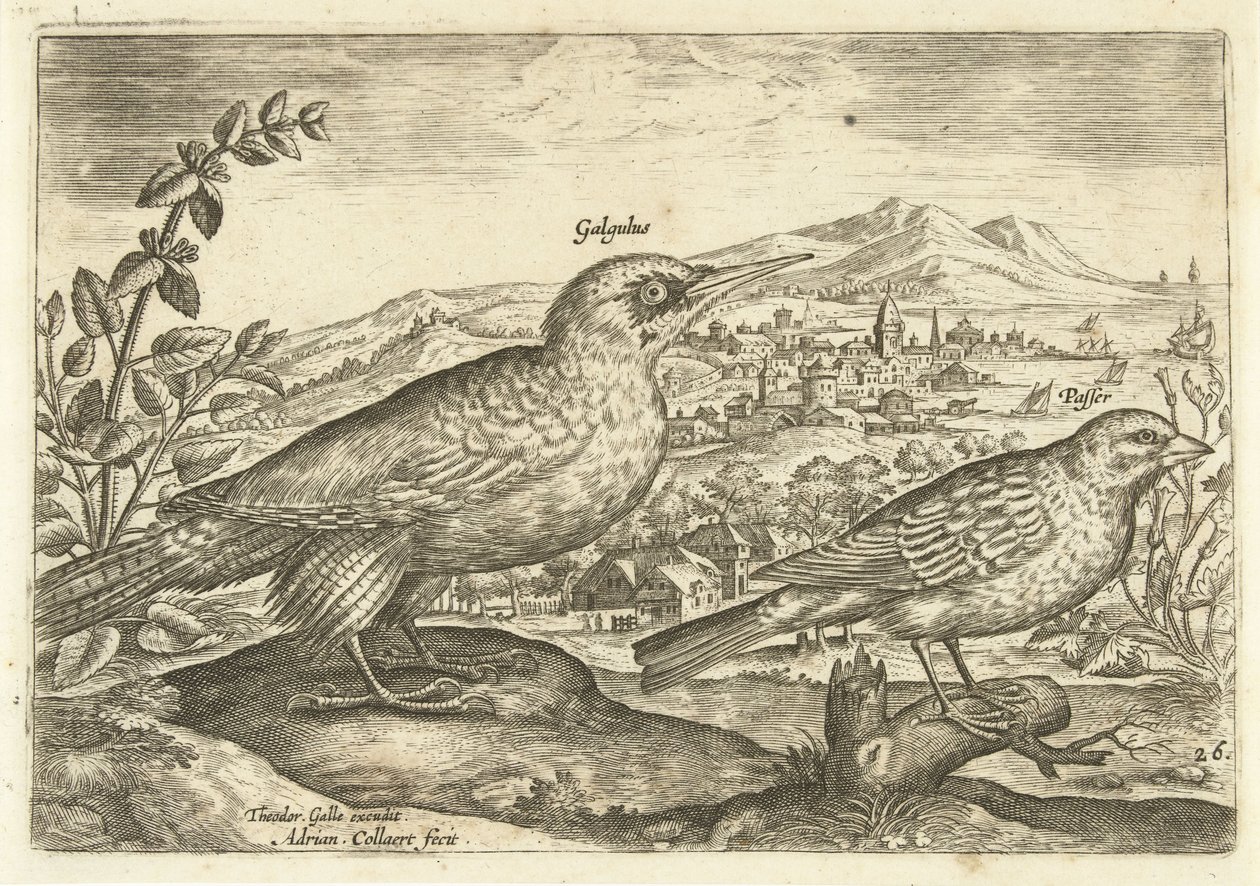 Dois pássaros em uma paisagem Avium Vivae (título da série) Aves (título da série) de Adriaen Collaert