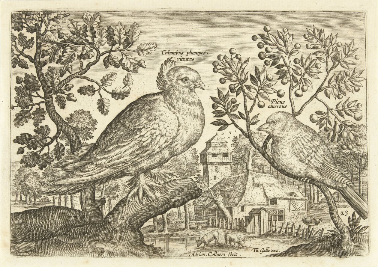 Dois pássaros numa paisagem
Avivm Vivae (título da série)
Pássaros (título da série) de Adriaen Collaert