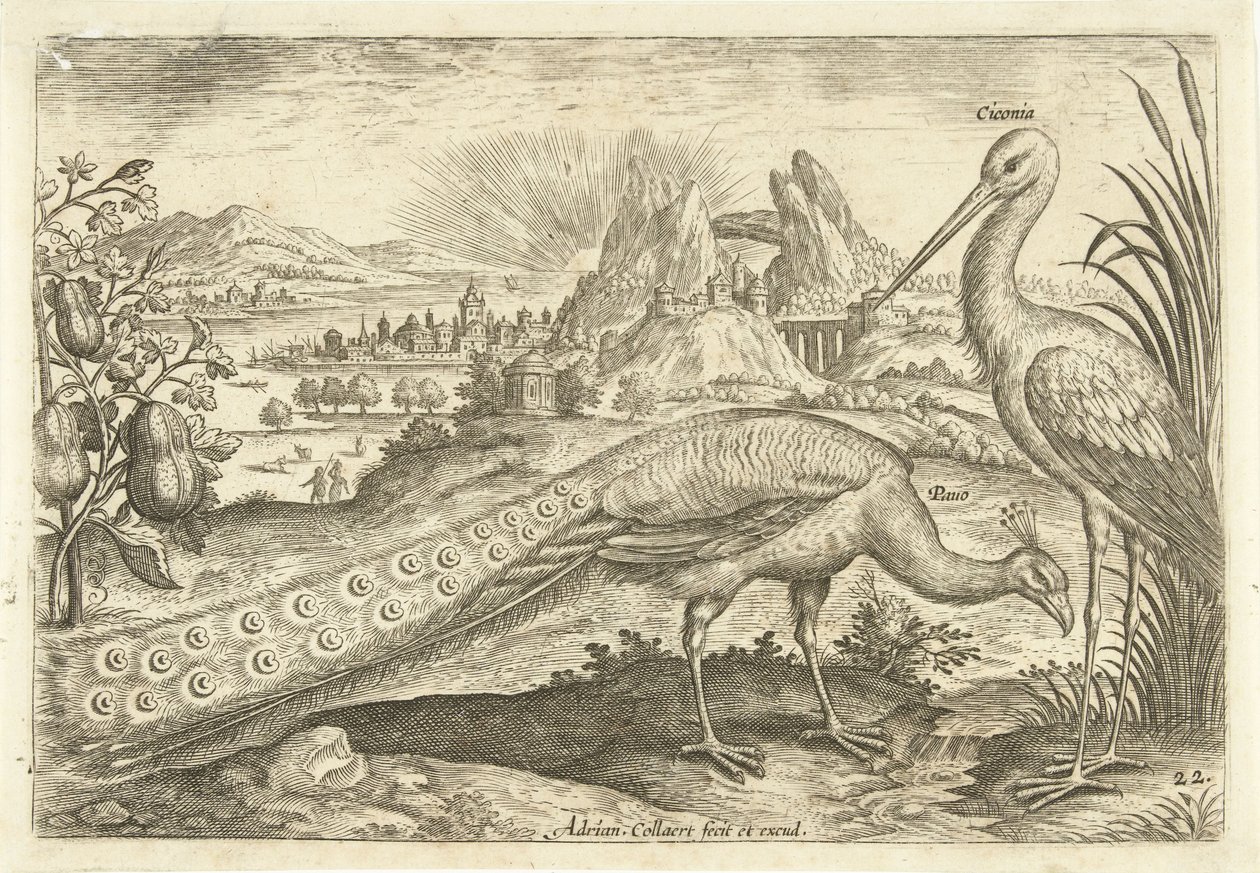 Dois pássaros numa paisagem
Avivm Vivae (título da série)
Pássaros (título da série) de Adriaen Collaert