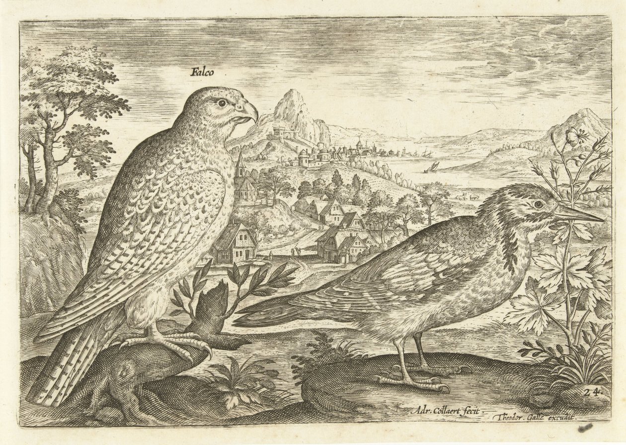Dois pássaros numa paisagem
Avivm Vivae (título da série)
Pássaros (título da série) de Adriaen Collaert
