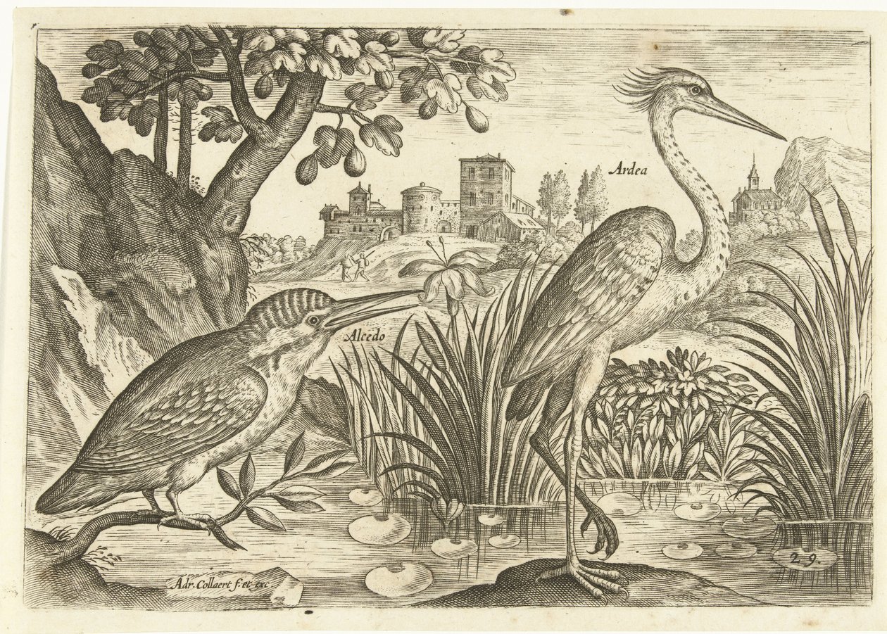 Dois pássaros em uma paisagem Aves (título da série) Avium Vivae (título da série) de Adriaen Collaert