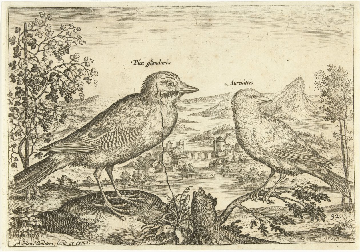 Dois pássaros em uma paisagem Aves (título da série) Avium Vivae (título da série) de Adriaen Collaert