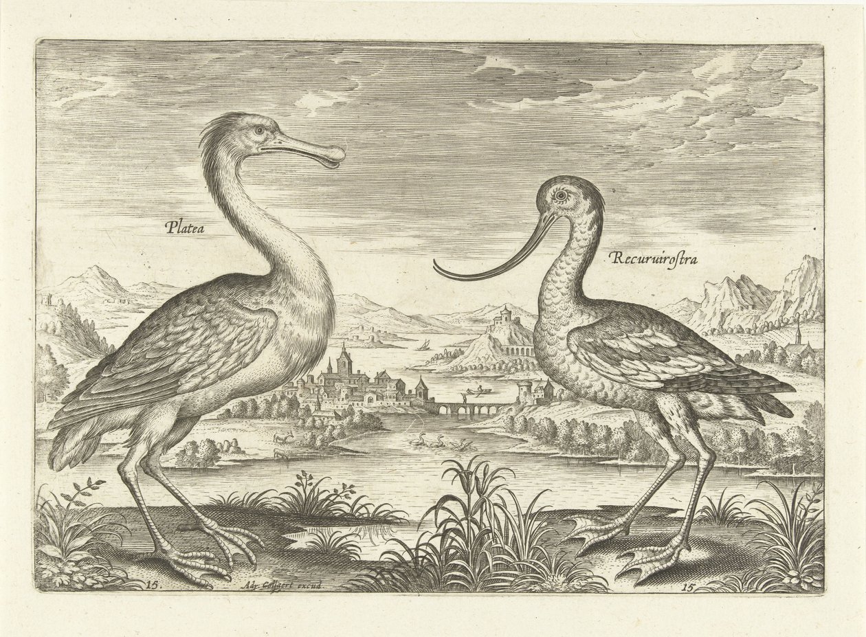 Duas aves pernaltas numa paisagem fluvial
Pássaros (título da série)
Avivm Vivae (título da série) de Adriaen Collaert