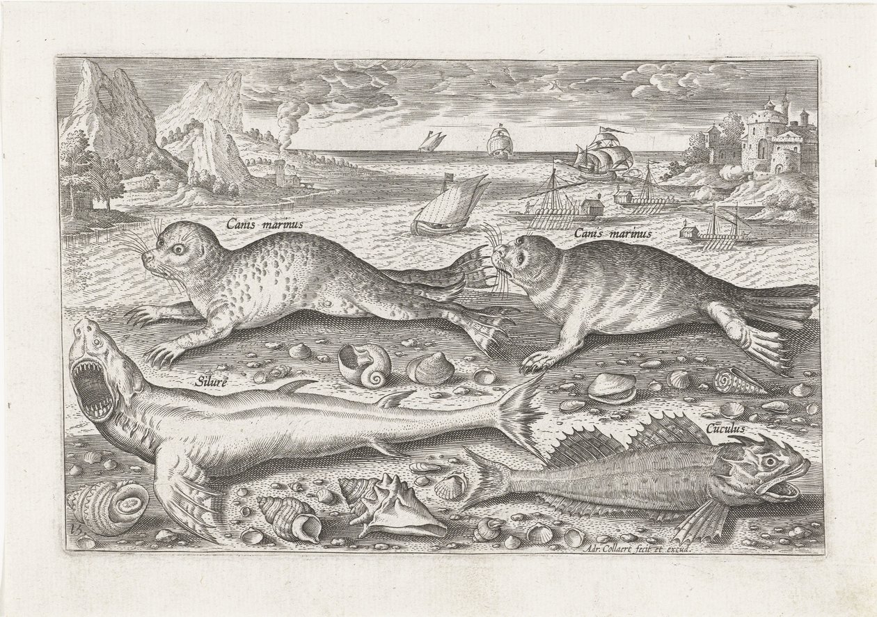 Duas focas e dois peixes na praia Pesca (título da série) Piscivm vivae icons (título da série) de Adriaen Collaert
