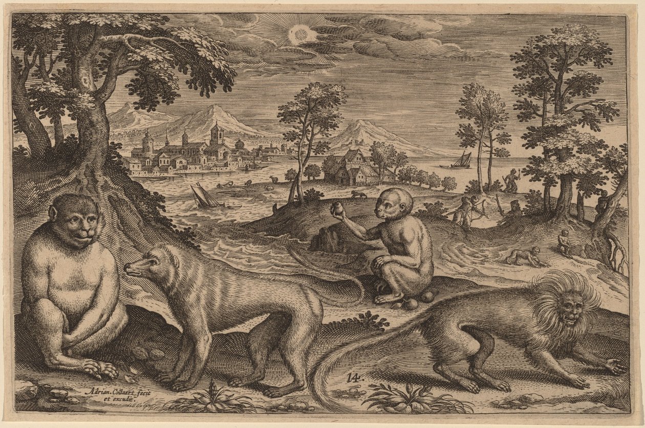 Dois macacos e dois macacos de Adriaen Collaert
