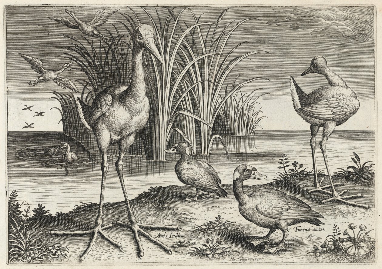 Duas narcejas-gigantes e dois patos-de-óculos de Adriaen Collaert