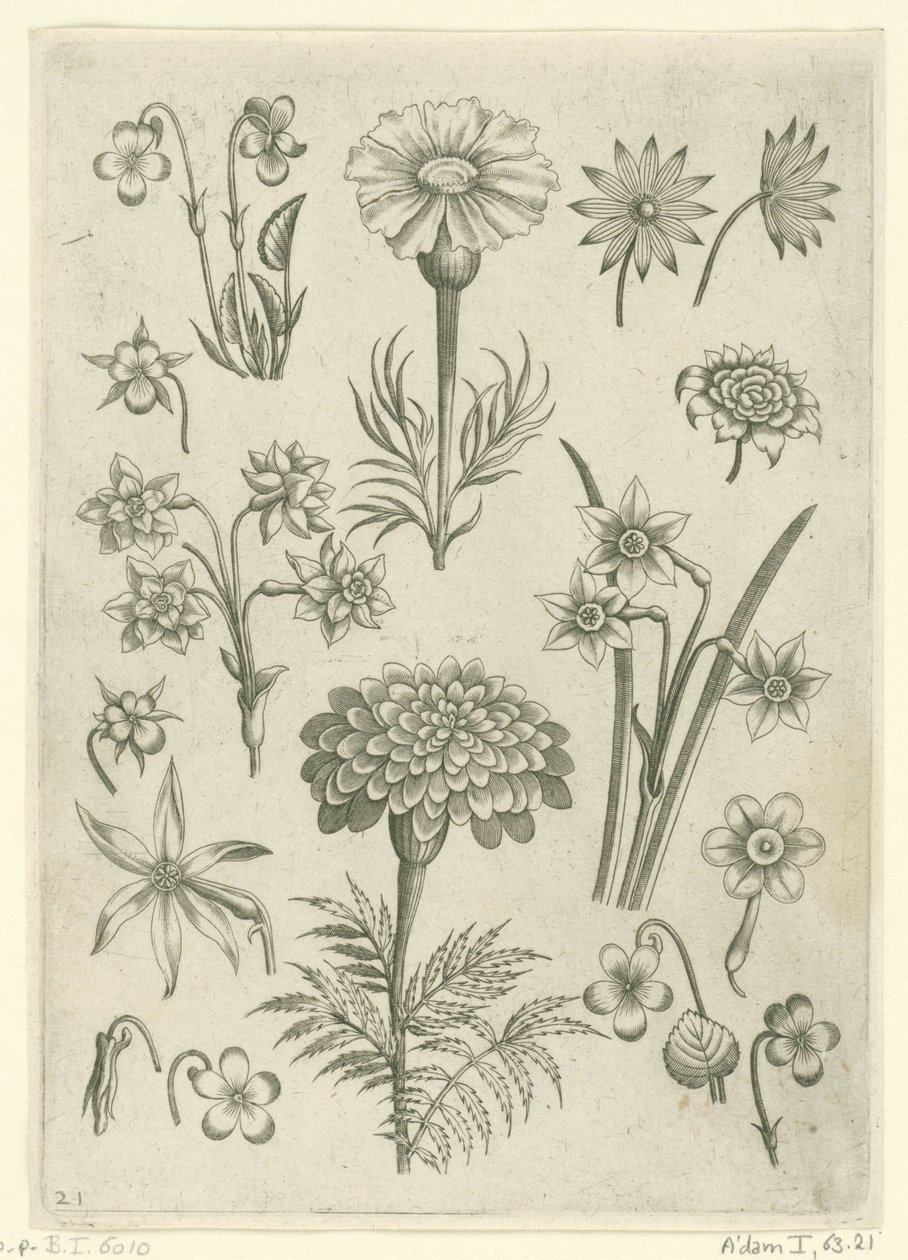 Várias flores, mariscos e narcisos
Florilegium (título da série) de Adriaen Collaert