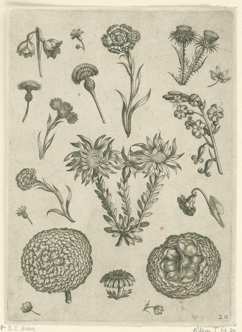 Várias flores, incluindo crisântemo e cardo
Florilegium (título da série) de Adriaen Collaert