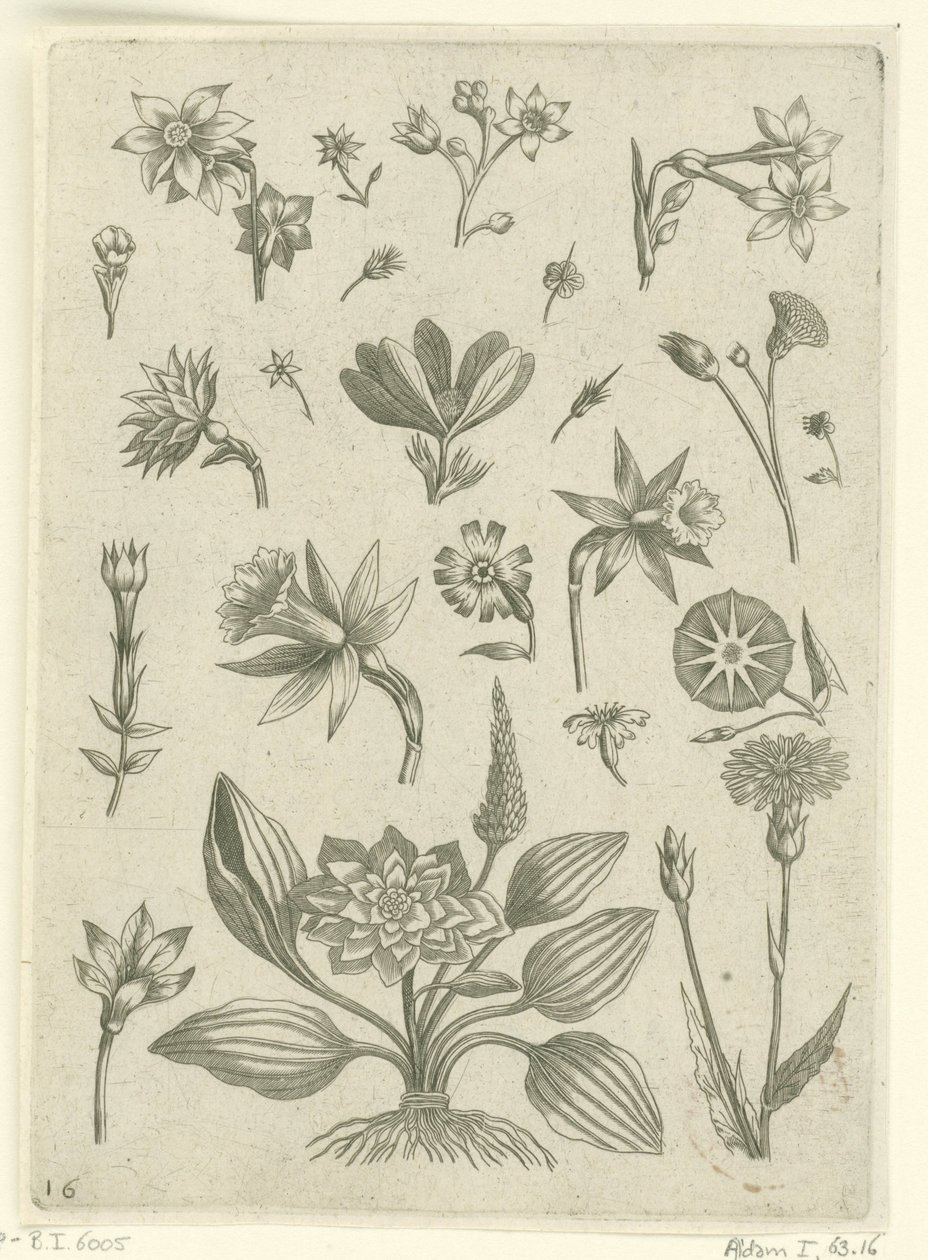 Várias flores, incluindo narcisos de trombeta Florilegium (título da série) de Adriaen Collaert