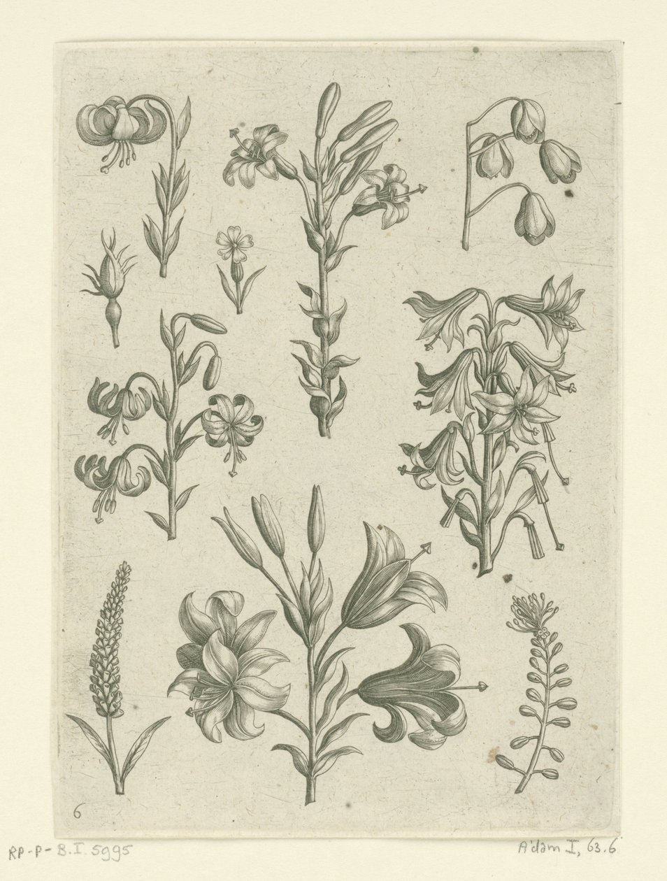 Quatro lírios grandes e algumas flores mais pequenas
Florilegium (título da série) de Adriaen Collaert