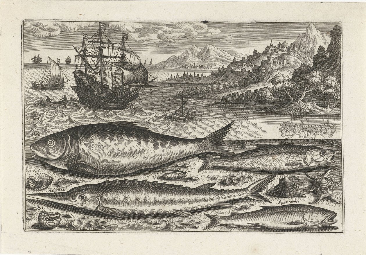 Quatro peixes na praia
Peixe (título da série)
Piscivm vivae icones (título da série) de Adriaen Collaert