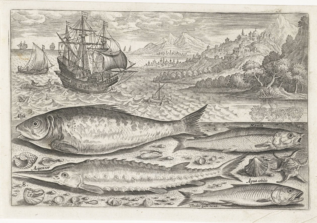 Quatro peixes na praia Pesca (título da série) Ícones de Piscium vivae (título da série) de Adriaen Collaert