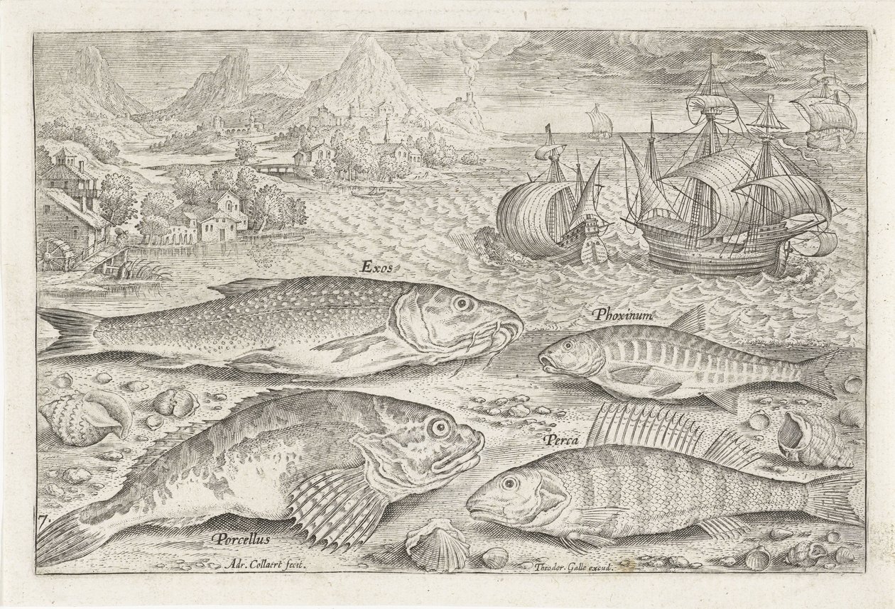 Quatro peixes na praia
Peixe (título da série)
Piscivm vivae icones (título da série) de Adriaen Collaert