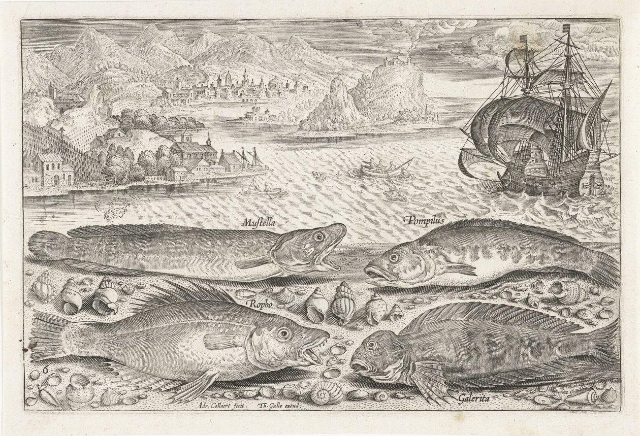 Quatro peixes na praia Pesca (título da série) Ícones de Piscium vivae (título da série) de Adriaen Collaert