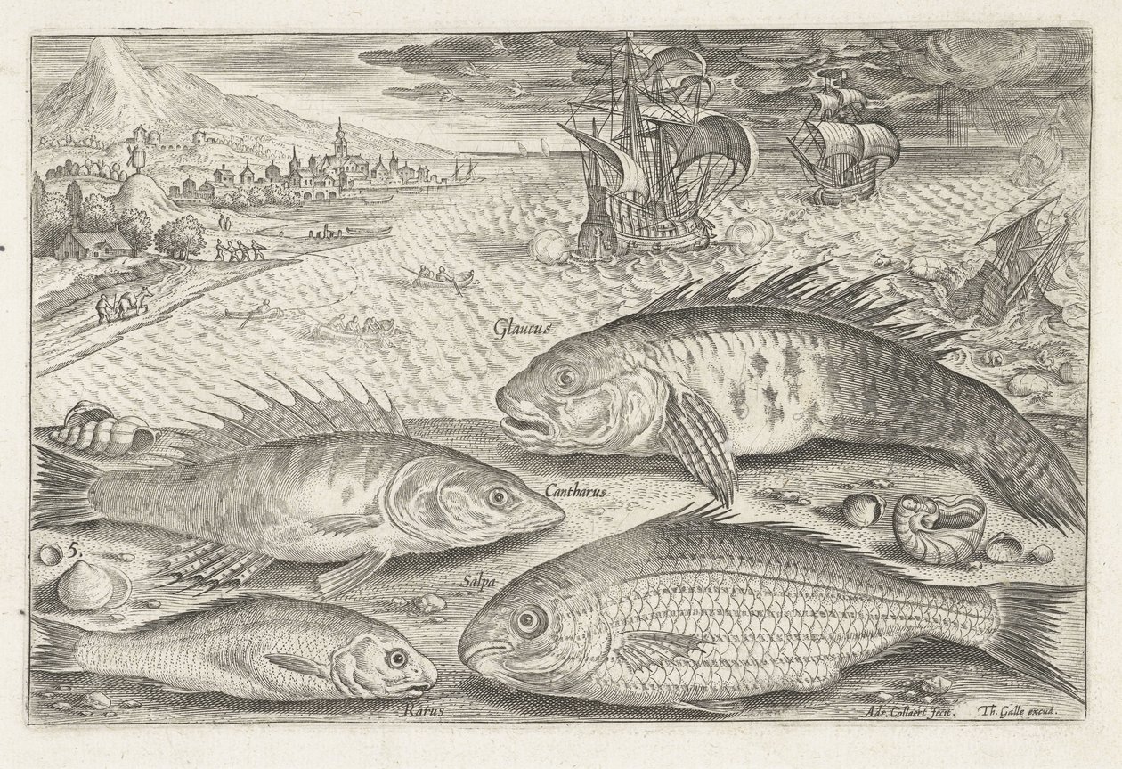 Quatro peixes na praia Pesca (título da série) Ícones de Piscium vivae (título da série) de Adriaen Collaert
