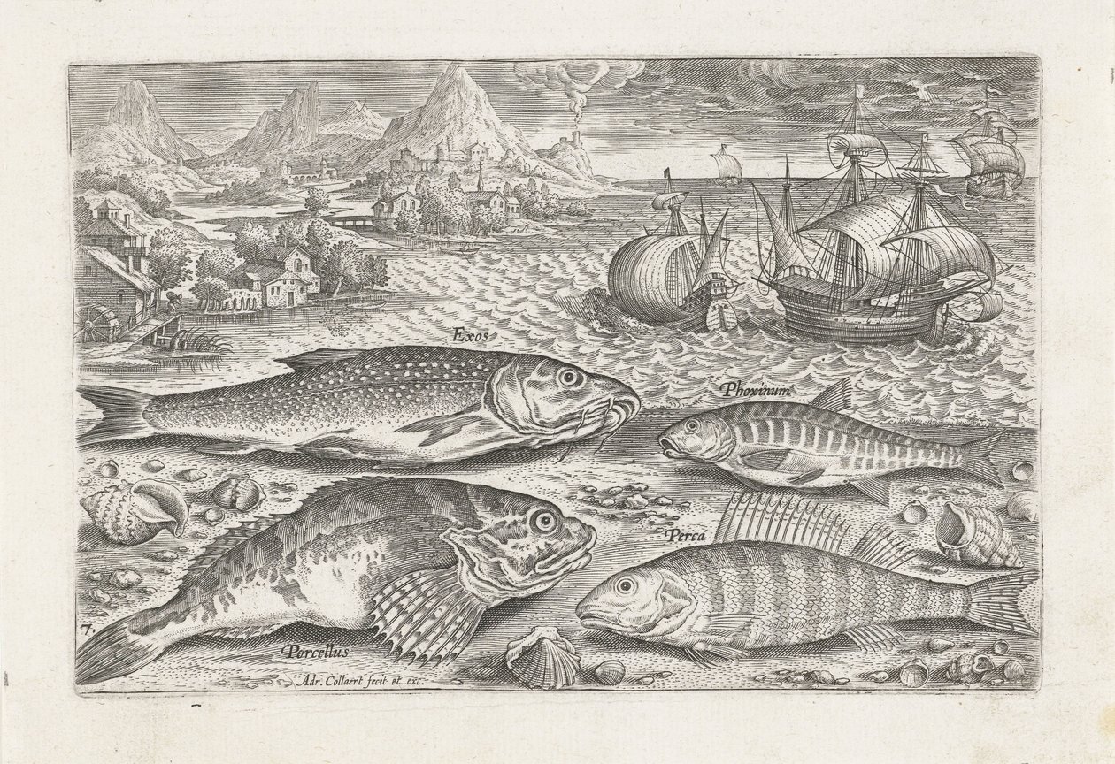 Quatro peixes na praia
Peixe (título da série)
Piscivm vivae icones (título da série) de Adriaen Collaert