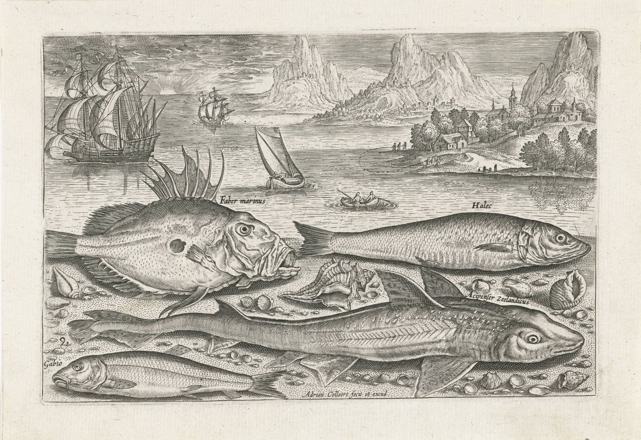 Quatro peixes na praia Pesca (título da série) Ícones de Piscium vivae (título da série) de Adriaen Collaert