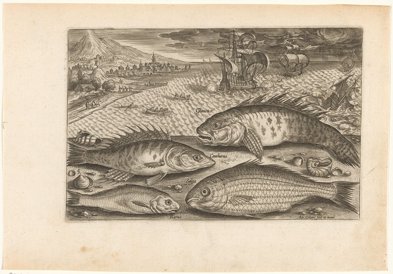 Quatro peixes na praia Pesca (título da série) Ícones de Piscium vivae (título da série) de Adriaen Collaert