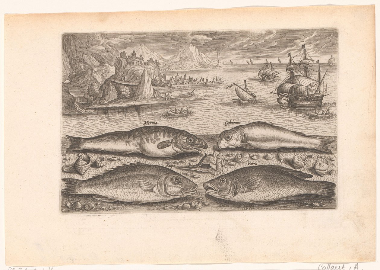 Quatro peixes na praia
Peixe (título da série)
Piscivm vivae icones (título da série) de Adriaen Collaert