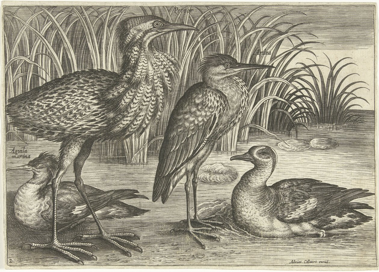 Quatro aves pernalta ao longo de um banco
Pássaros (título da série)
Avivm vivae (título da série) de Adriaen Collaert
