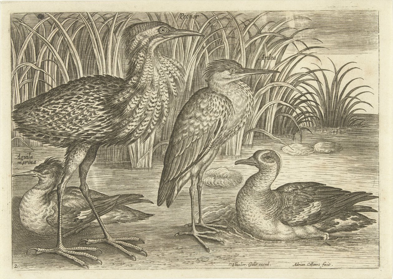Quatro aves pernaltas ao longo de uma margem do rio Aves (título da série) Avivm vivae (título da série) de Adriaen Collaert