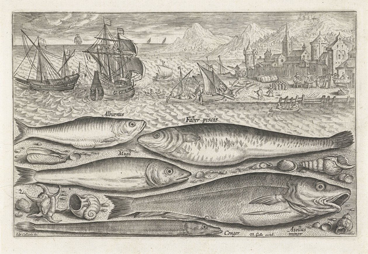 Cinco peixes na praia
Peixe (título da série)
Piscivm vivae icones (título da série) de Adriaen Collaert