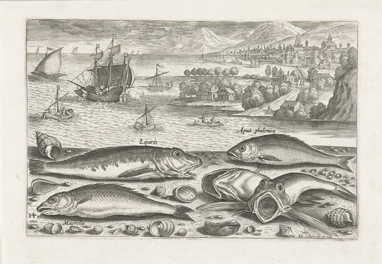 Cinco peixes na praia Pesca (título da série) Ícones de Piscium vivae (título da série) de Adriaen Collaert