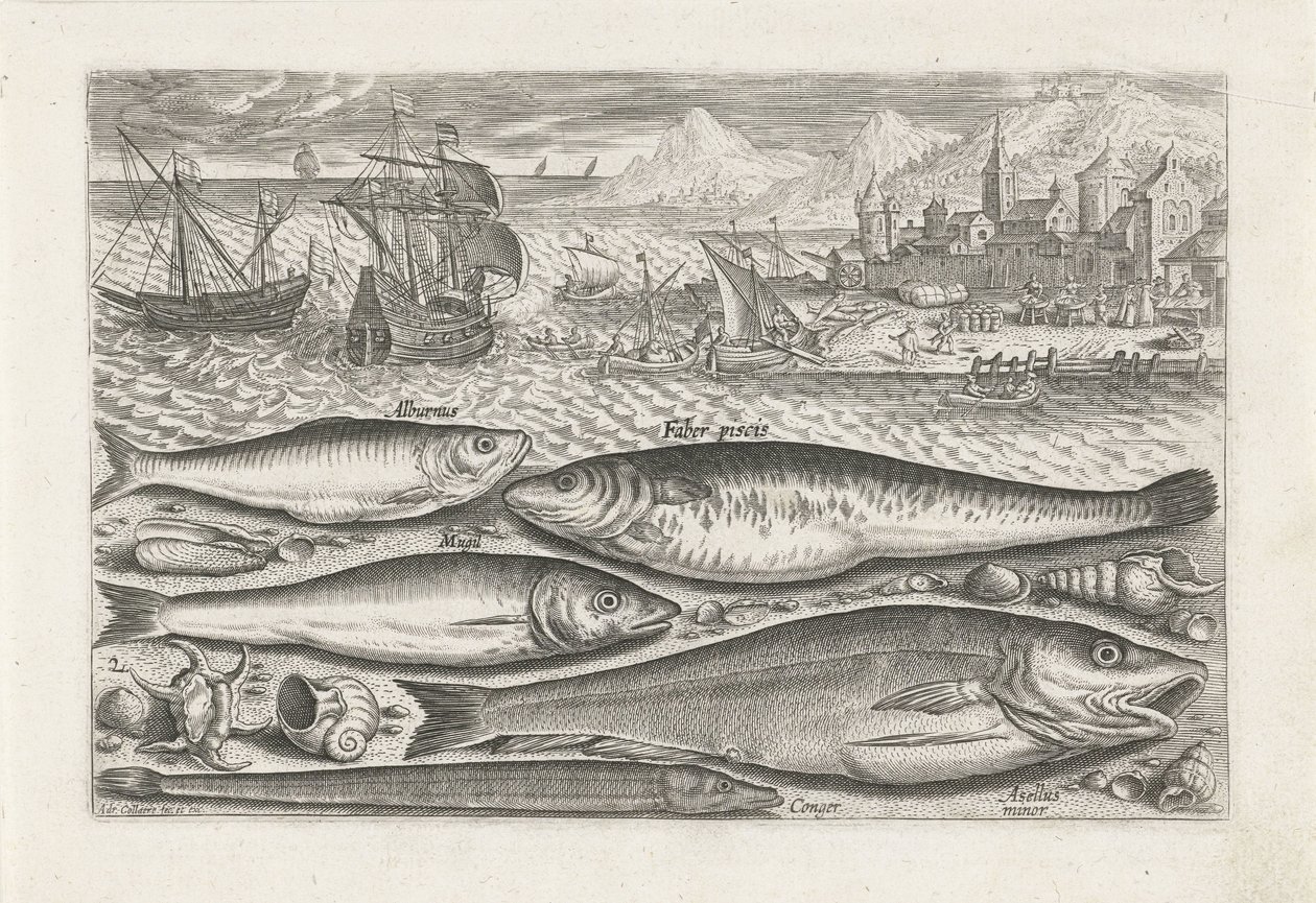 Cinco peixes na praia
Peixe (título da série)
Piscivm vivae icones (título da série) de Adriaen Collaert