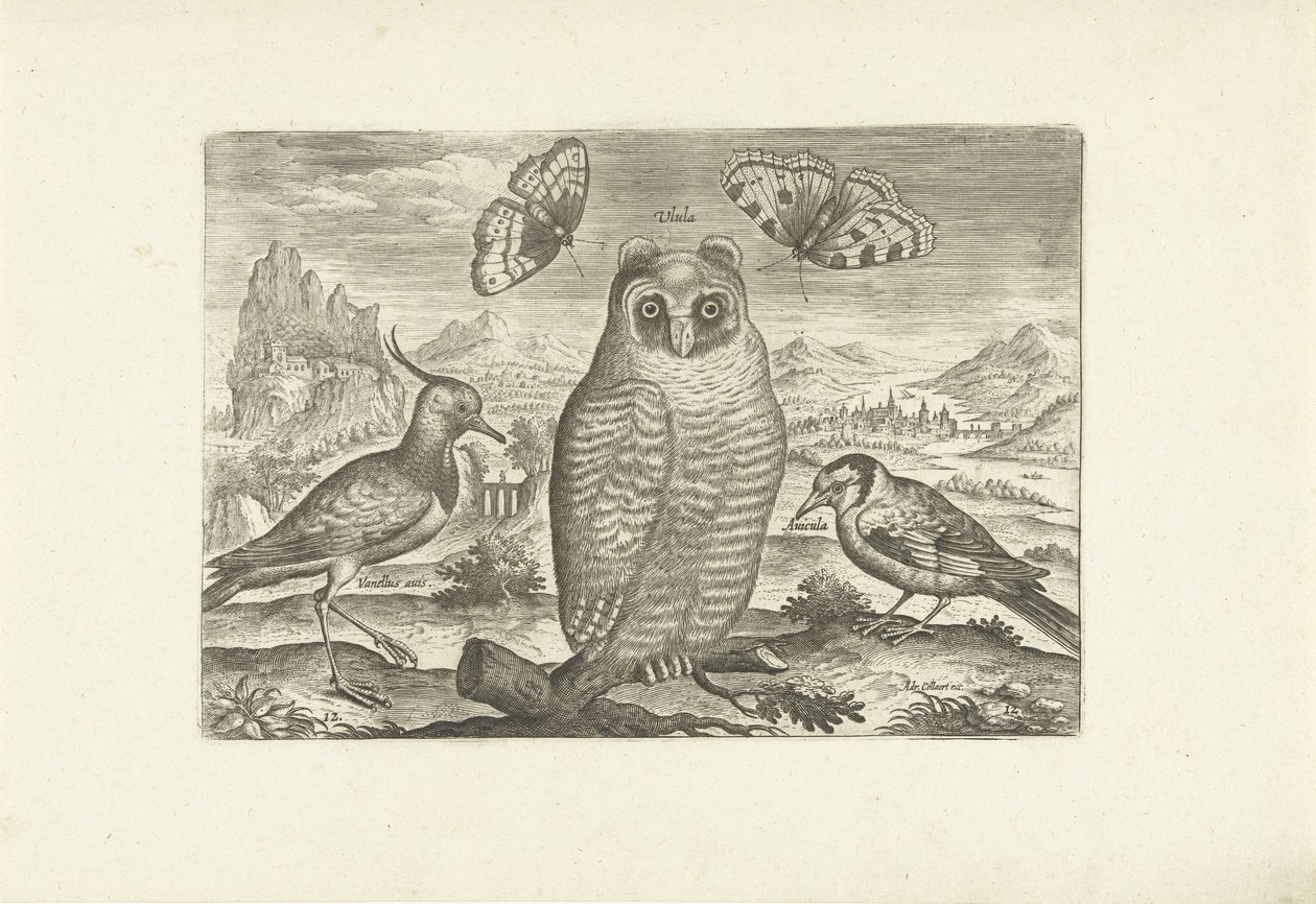 Pássaros e borboletas numa paisagem
Pássaros (título da série)
Avivm vivae (título da série) de Adriaen Collaert