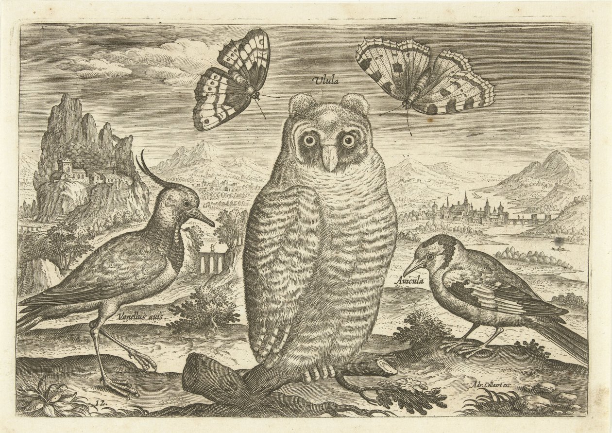 Pássaros e borboletas numa paisagem
Pássaros (título da série)
Avivm vivae (título da série) de Adriaen Collaert