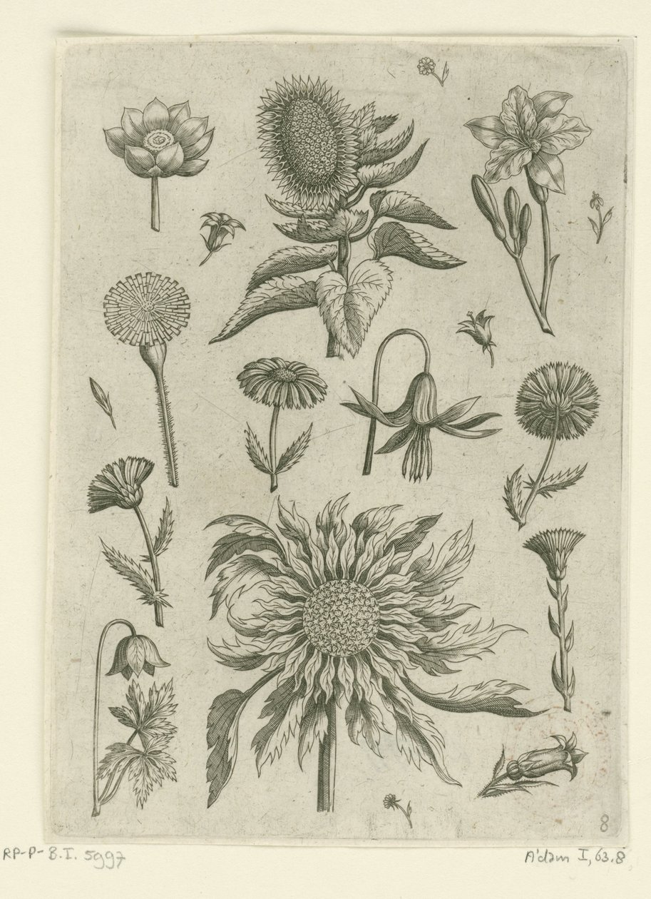 Girassol e outras flores.
Florilegium (título da série) de Adriaen Collaert