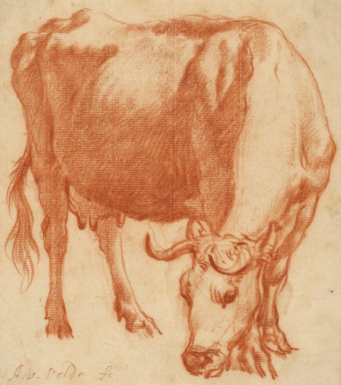 Uma vaca pastando, c.1663 (desenho a giz vermelho) de Adriaen van de Velde