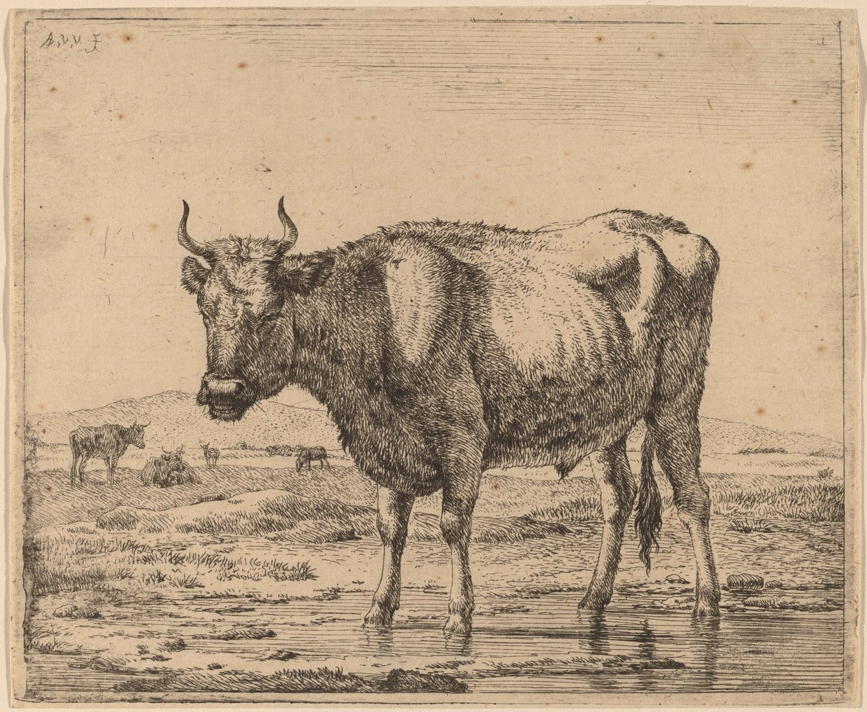 Touro em pé na água de Adriaen van de Velde