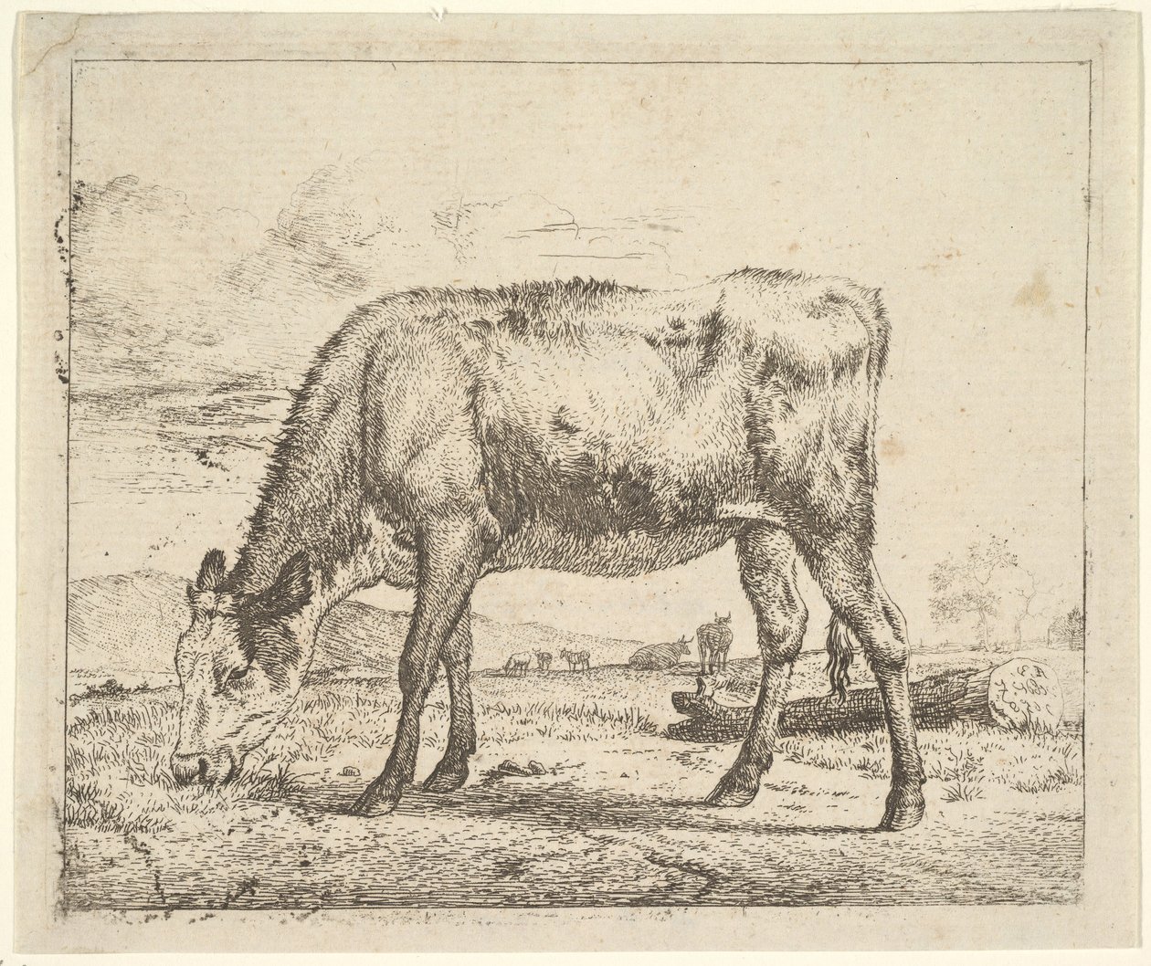 Pastando Bezerro, de Diferentes Animais, 1658. de Adriaen van de Velde