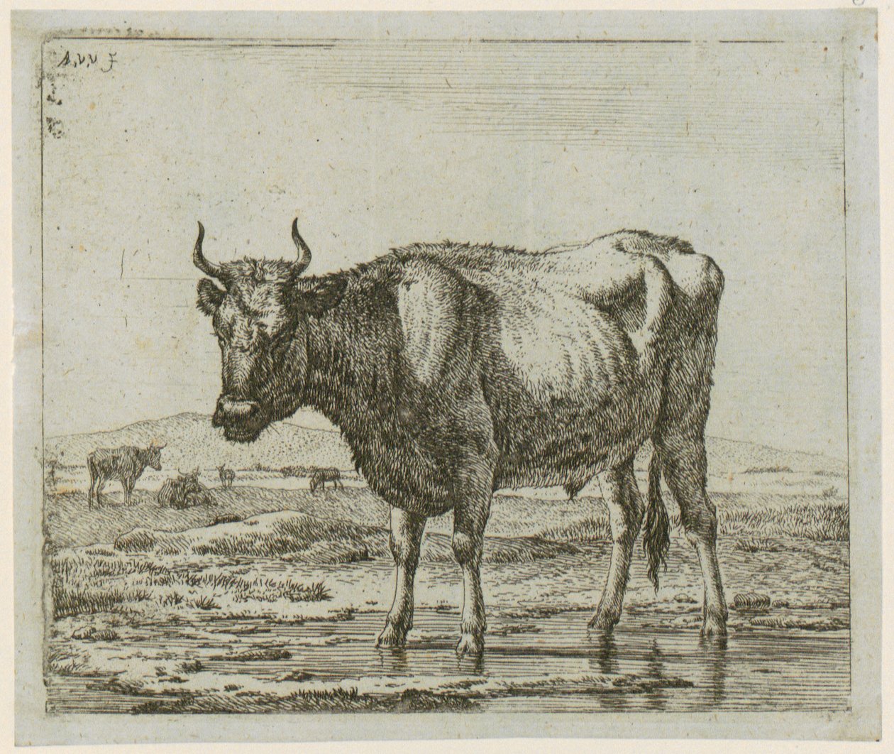 Touro de pé na água, estampa 6 da série «Vários animais» de Adriaen van de Velde