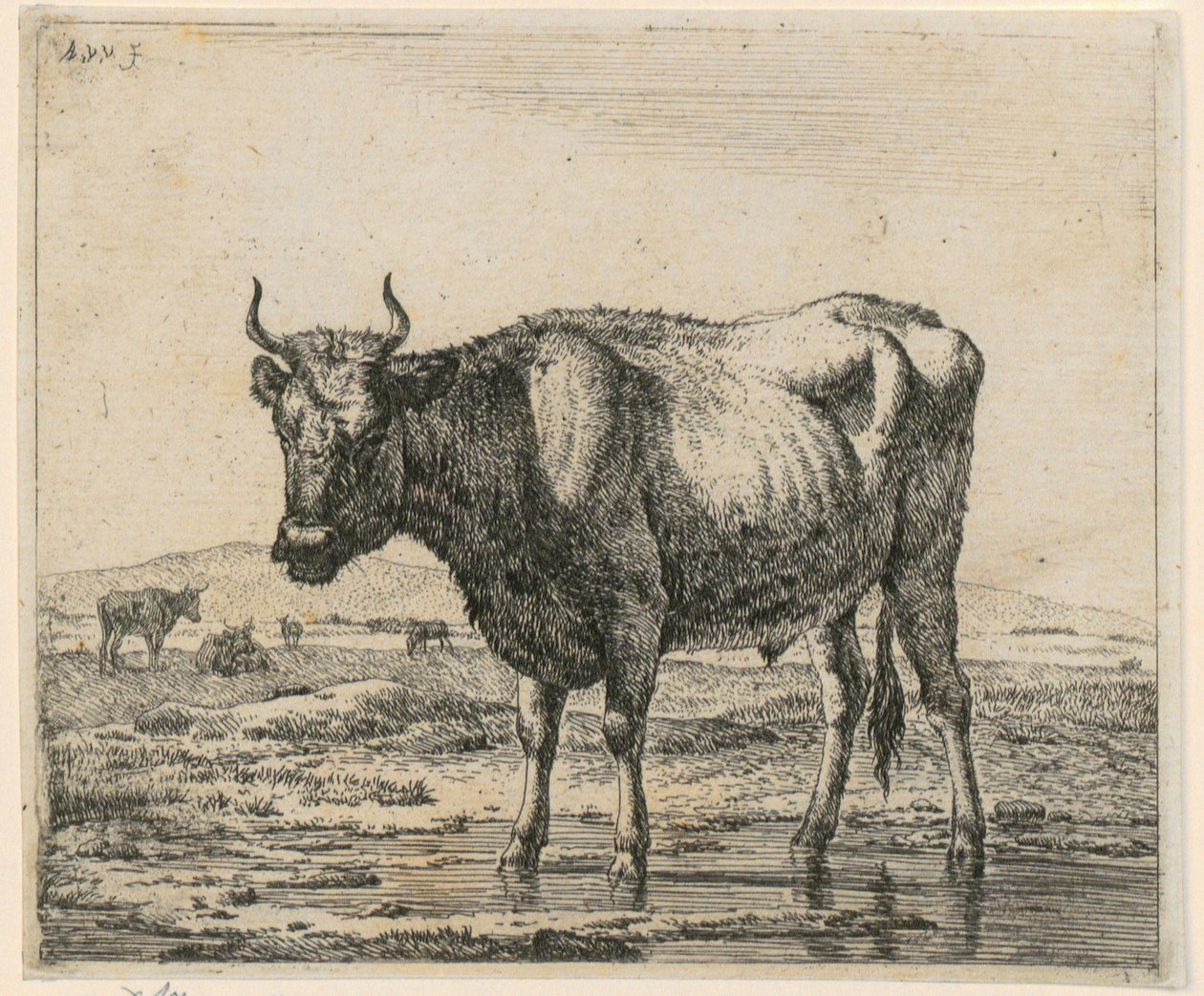Touro de pé na água, prancha 6 da série «Vários animais» de Adriaen van de Velde