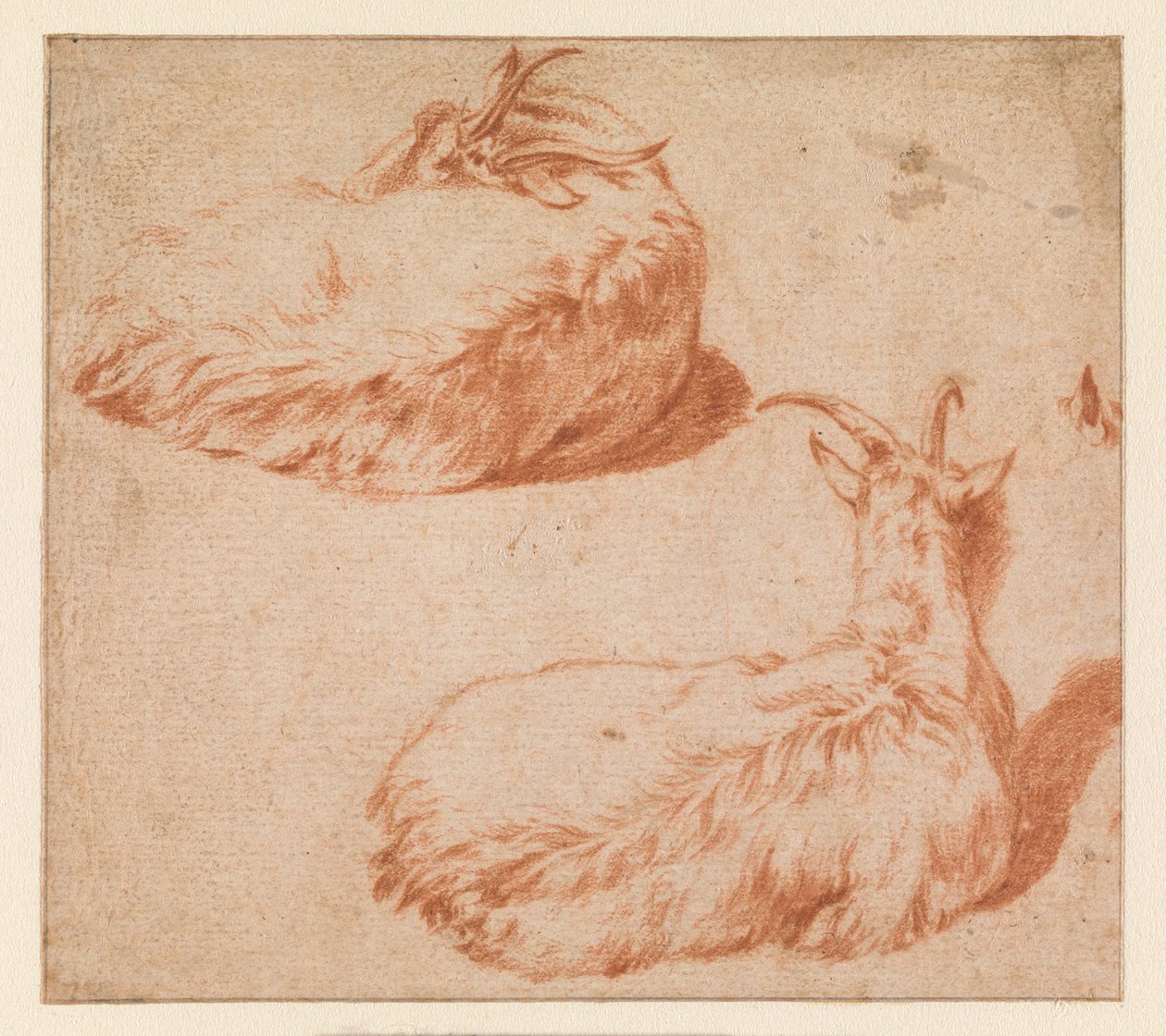 Dois estudos de uma cabra deitada, vista de costas (verso). Cabra de pé (contraprova) de Adriaen van de Velde