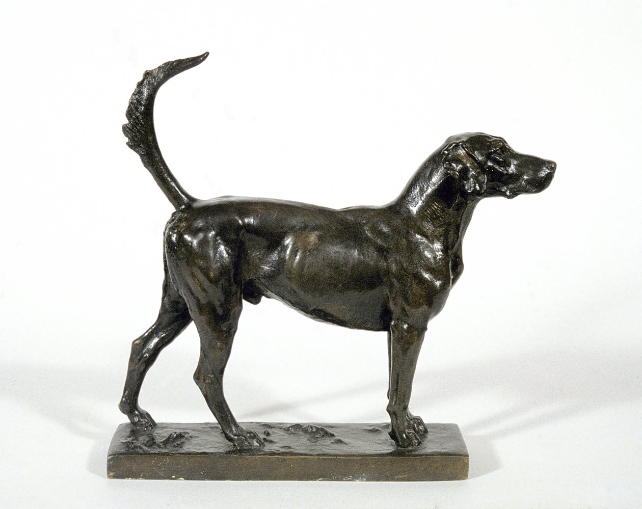 O cão de caça "Pytchley Forager de Adrian Jones