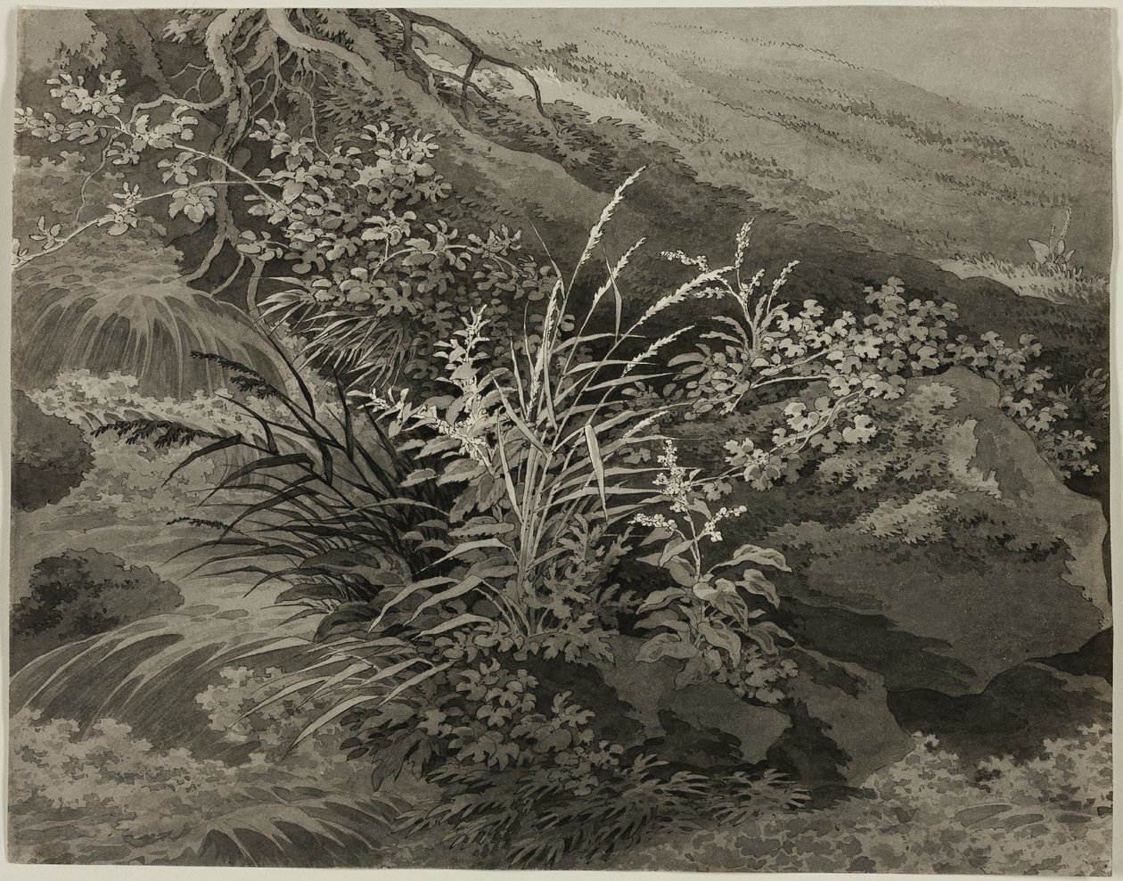 Canto do prado com juncos e outras plantas de Adrian Zingg