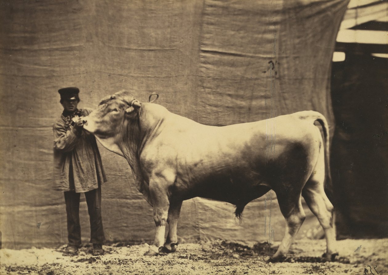 [Touro de Glene, Cantão de Friburgo], de Adrien Alban Tournachon