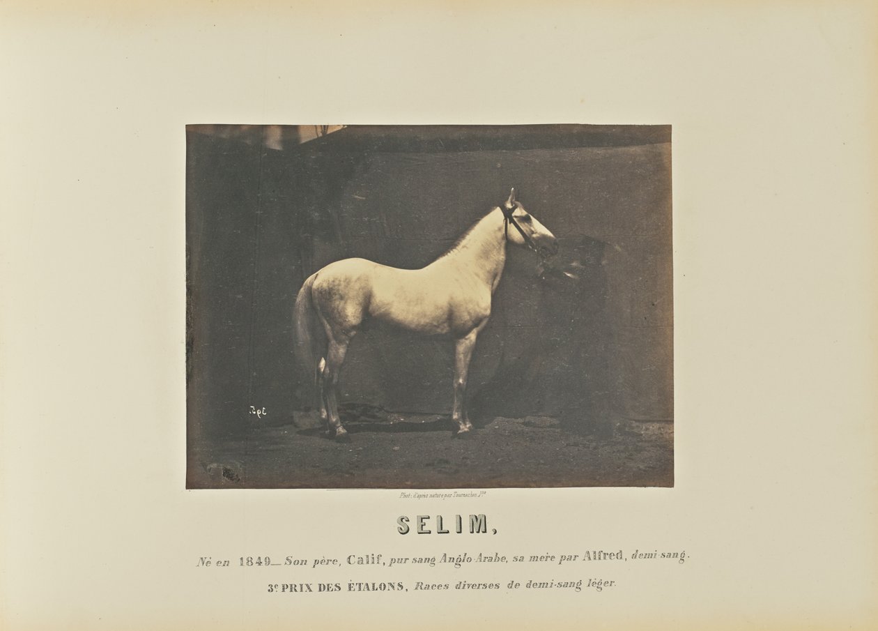 Selim de Adrien Alban Tournachon