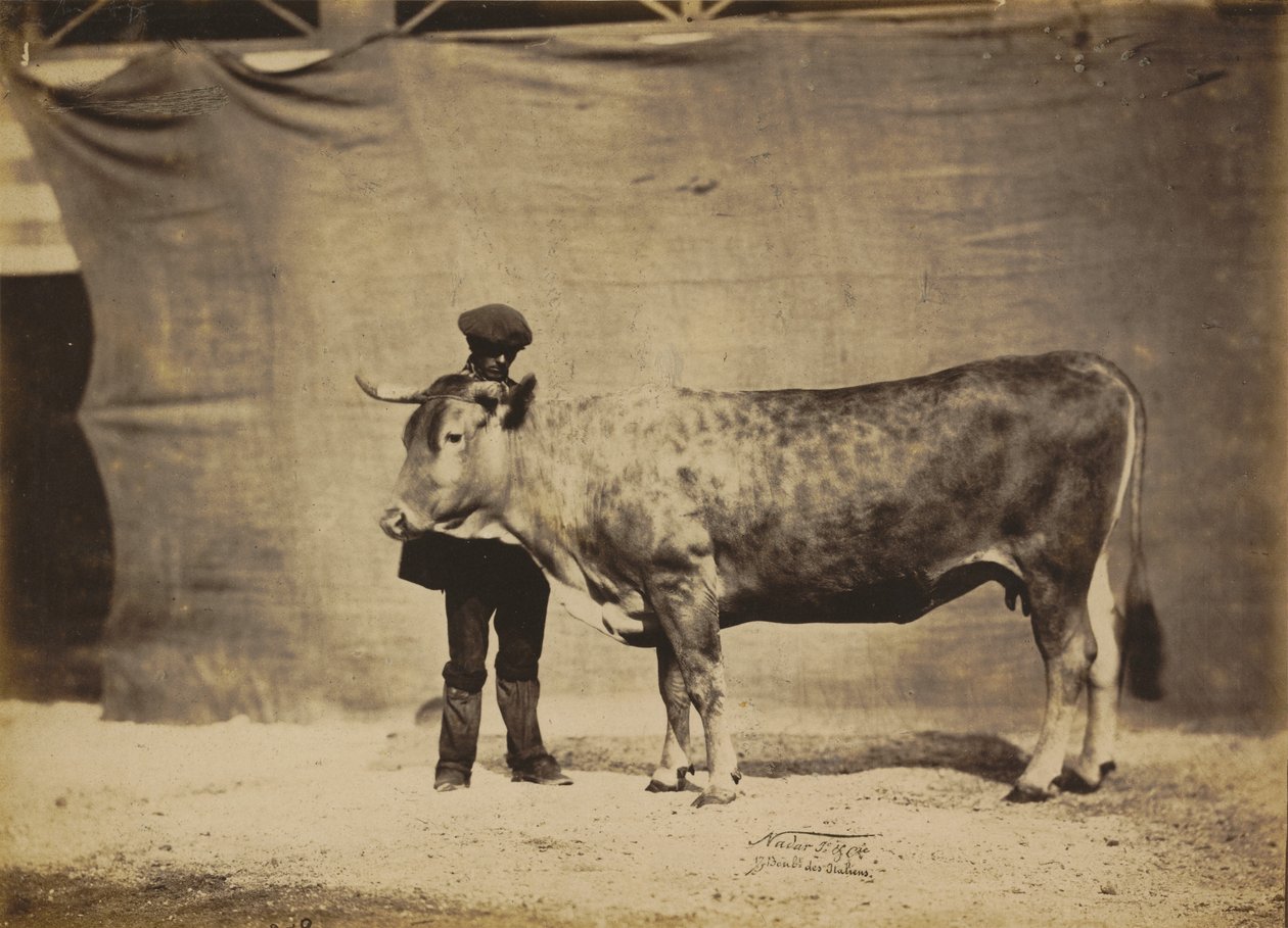 Vaca Garonnaise, 5 a 6 anos, 1856. de Adrien Alban Tournachon