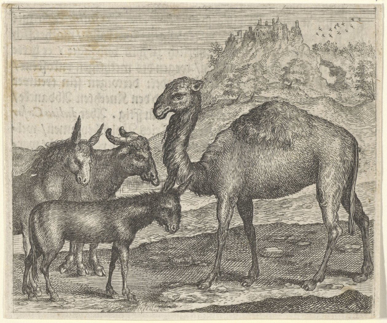 Fábula do Burro, do Búfalo, do Camelo e da Mula de Egidius  Sadeler (II)
