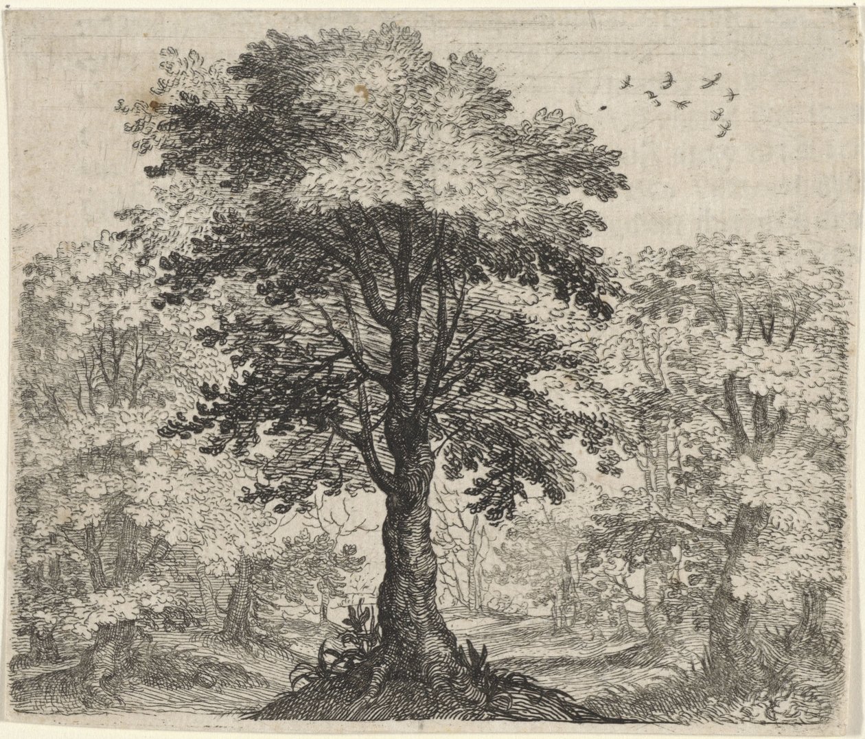 Fábula do Olmo e do Carvalho de Egidius  Sadeler (II)