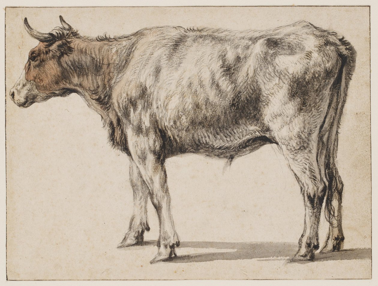 Um jovem touro de pé de Aelbert Cuyp