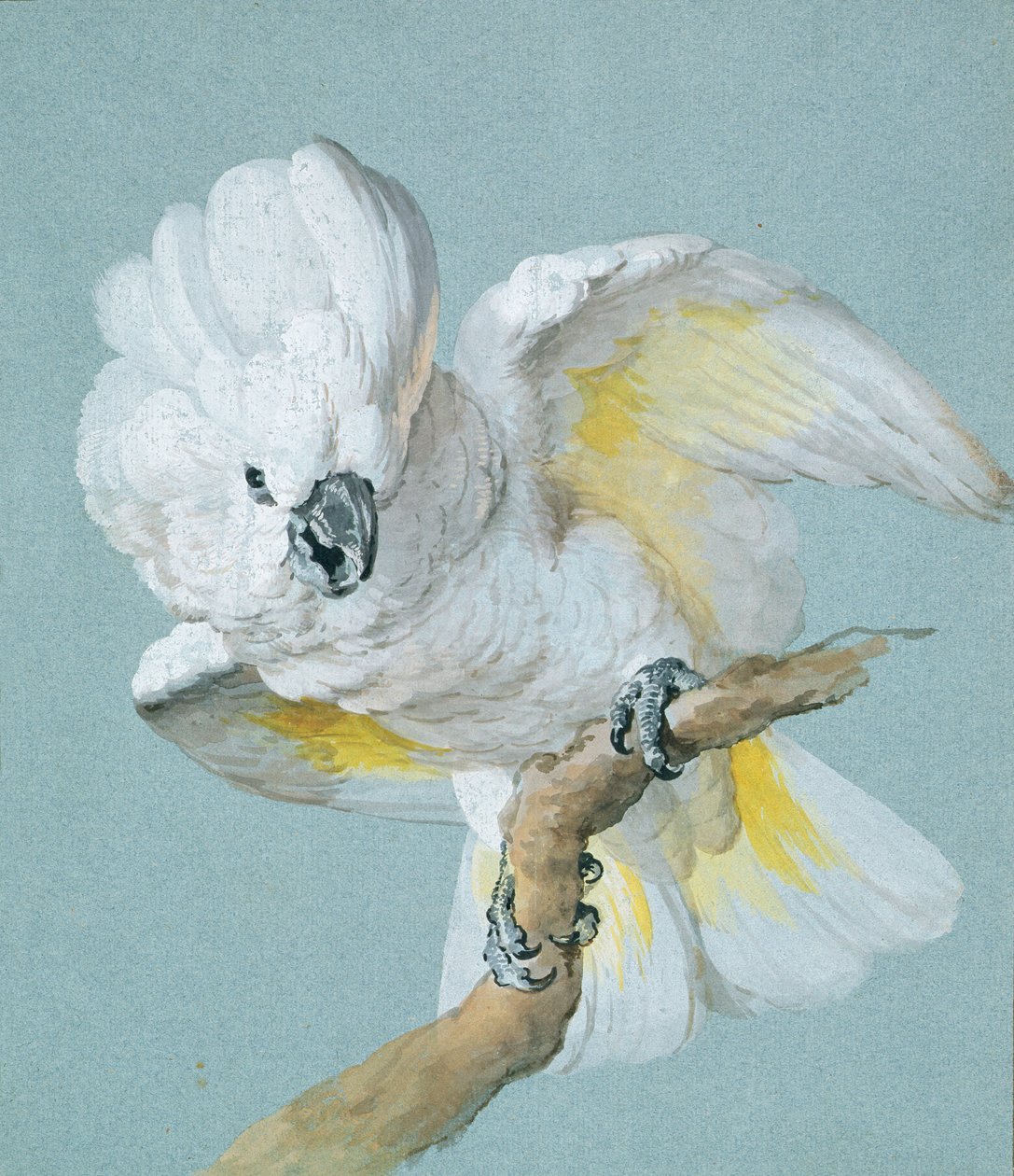 Uma cacatua-de-crista branca (guache sobre papel azul) de Aert Schouman